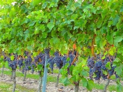 ナイアガラの滝の風の洞窟